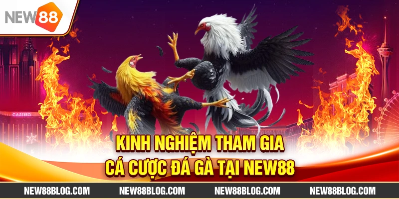 Đá Gà New88 Live Trực Tiếp: Trận Đấu Kịch Tính, Thưởng Cao 3 Kinh nghiệm tham gia cá cược đá gà tại New88